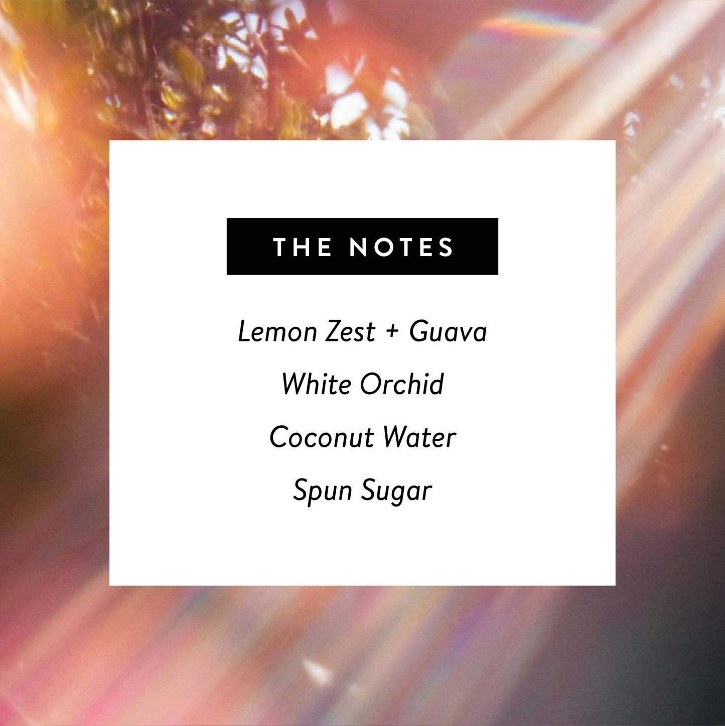 Solstice Perfume with Coconut & Tropical Citrus | Nontoxic